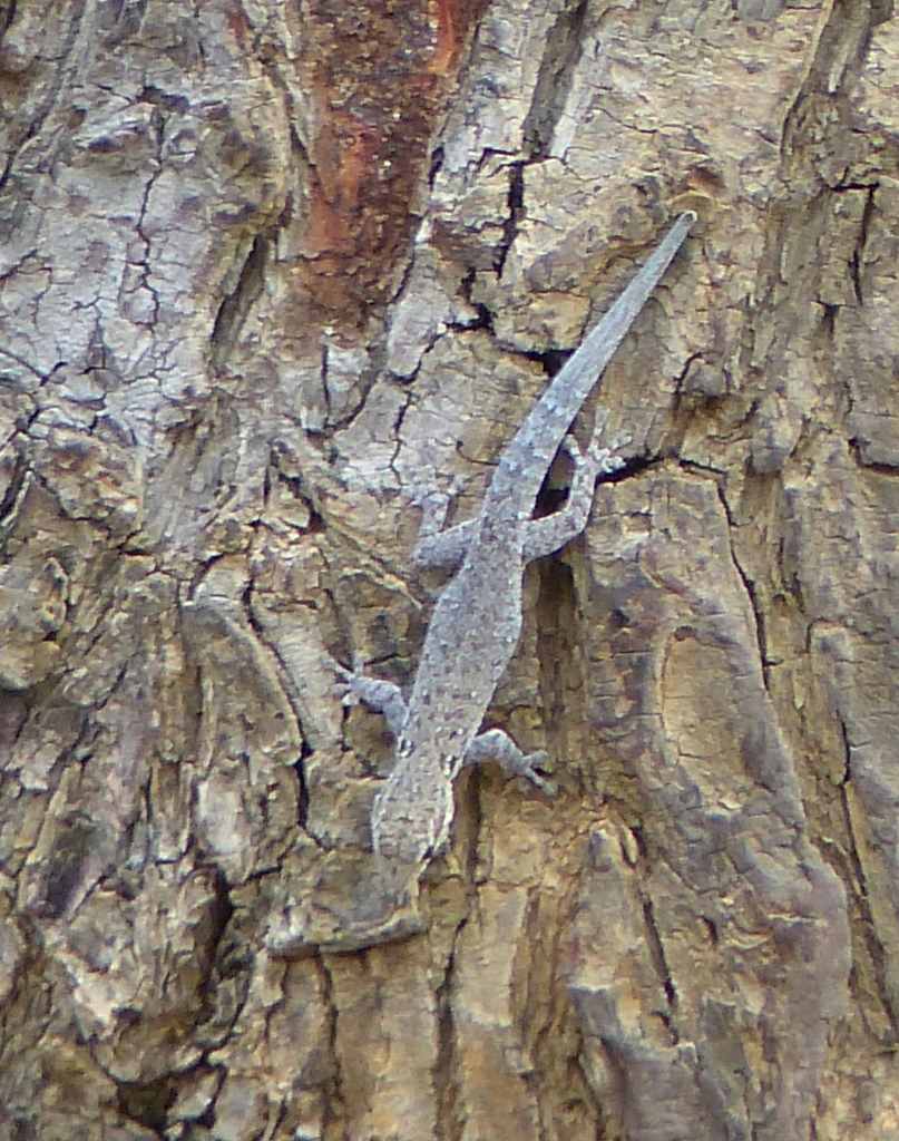 Lygodactylus chobiensis