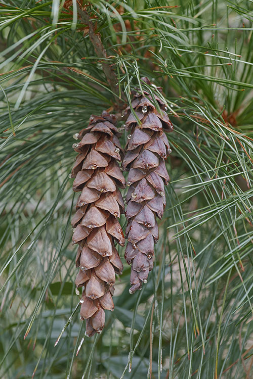 Alder Cone- 50 Pieces Mini pinecones