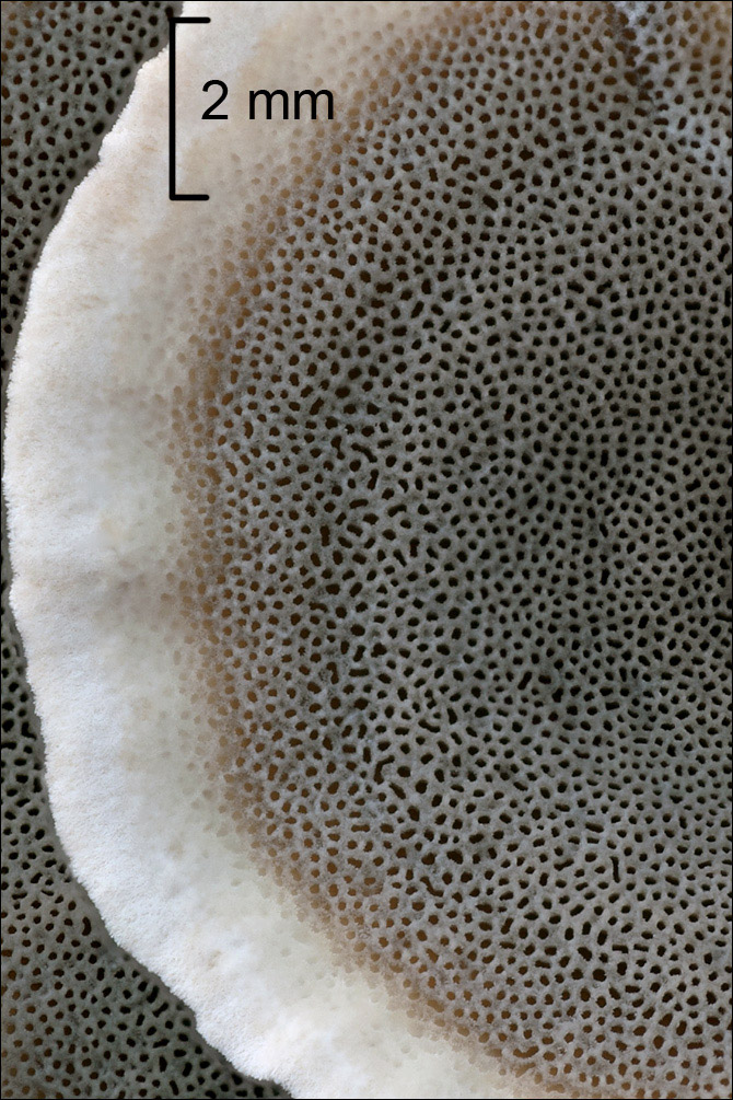 Bjerkandera adusta