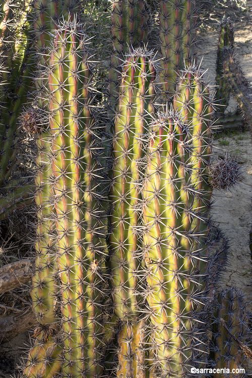 Stenocereus gummosus