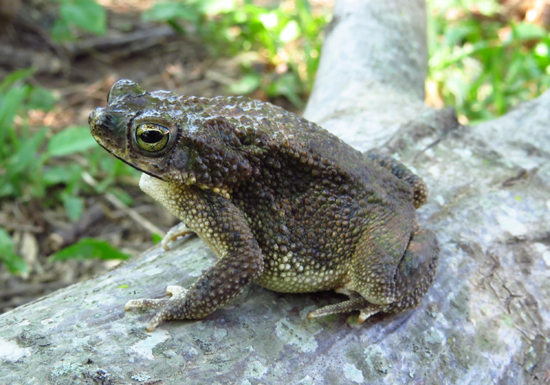 Rhinella major