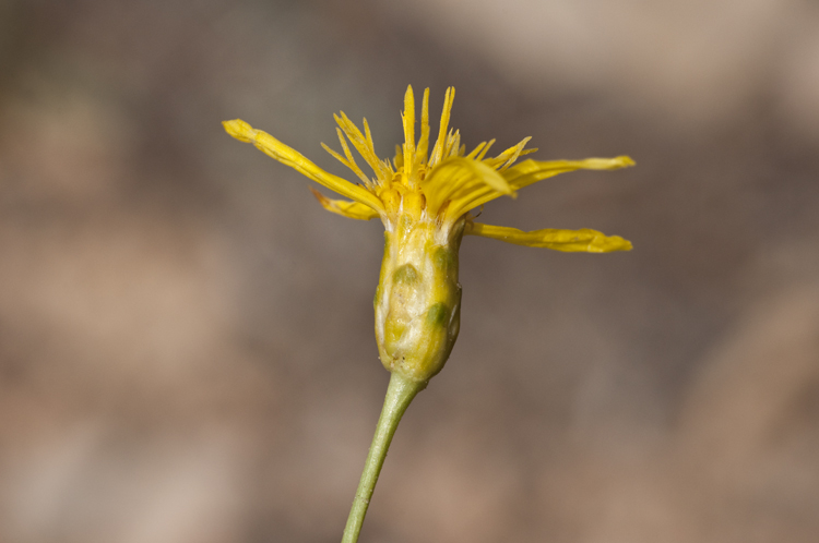 Stenotus armerioides var. armerioides