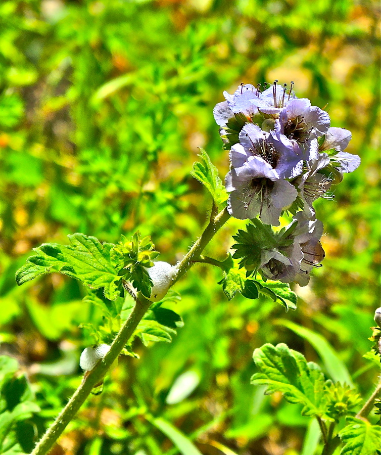 Phacelia bolanderi