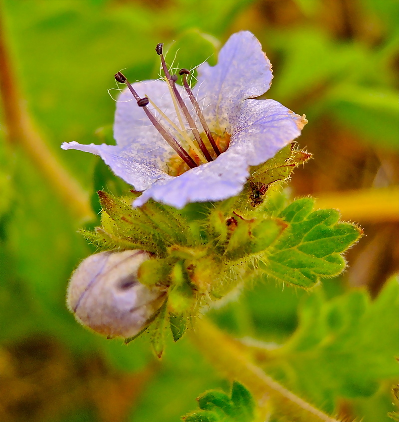 Phacelia bolanderi