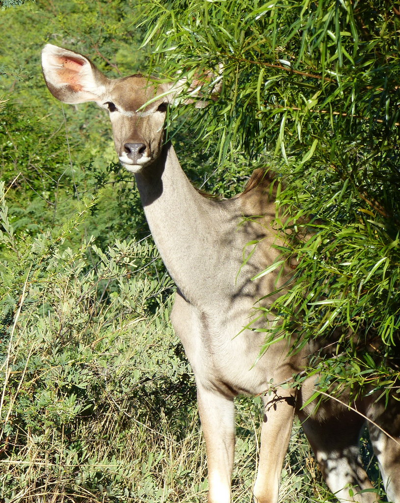 Tragelaphus strepsiceros