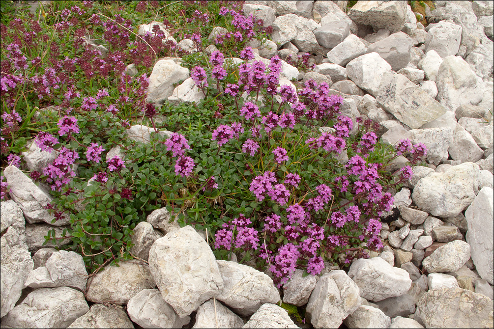 Thymus pulegioides ssp. carniolicus