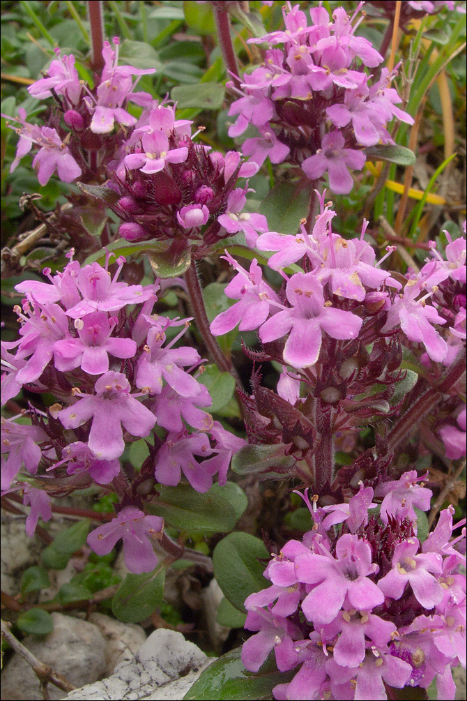 Thymus pulegioides ssp. carniolicus