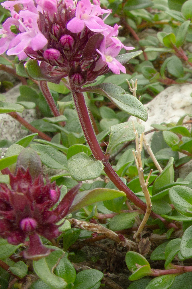 Thymus pulegioides ssp. carniolicus