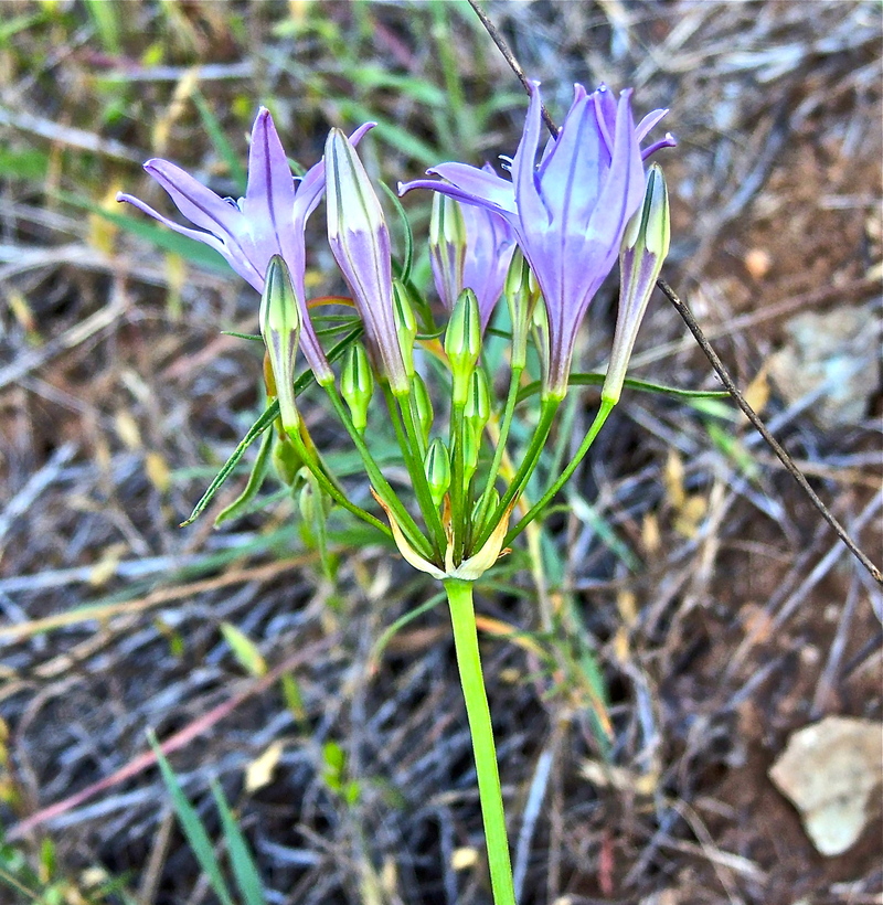 Triteleia bridgesii