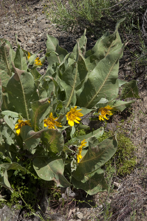 Wyethia helenioides