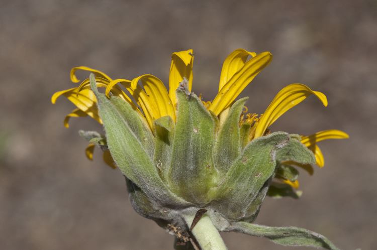 Wyethia helenioides