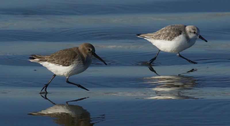 Calidris alba Calidris alba