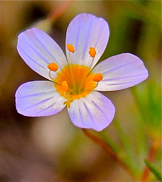 Leptosiphon filipes