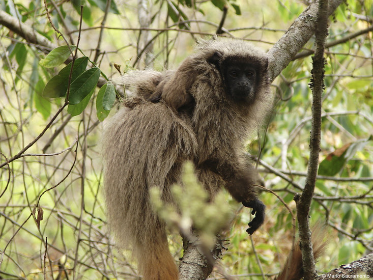 Callicebus nigrifrons