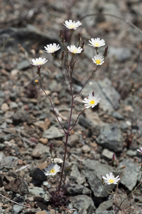 Malacothrix floccifera