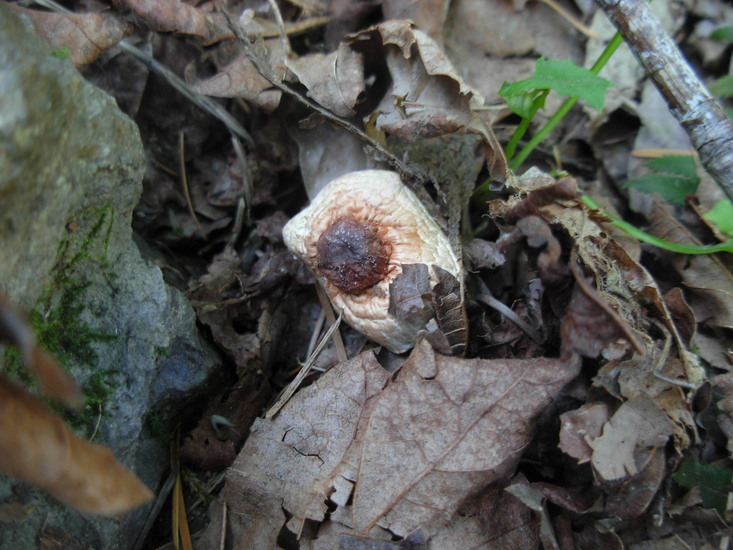 Lepiota castaneidisca