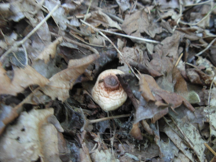 Lepiota castaneidisca