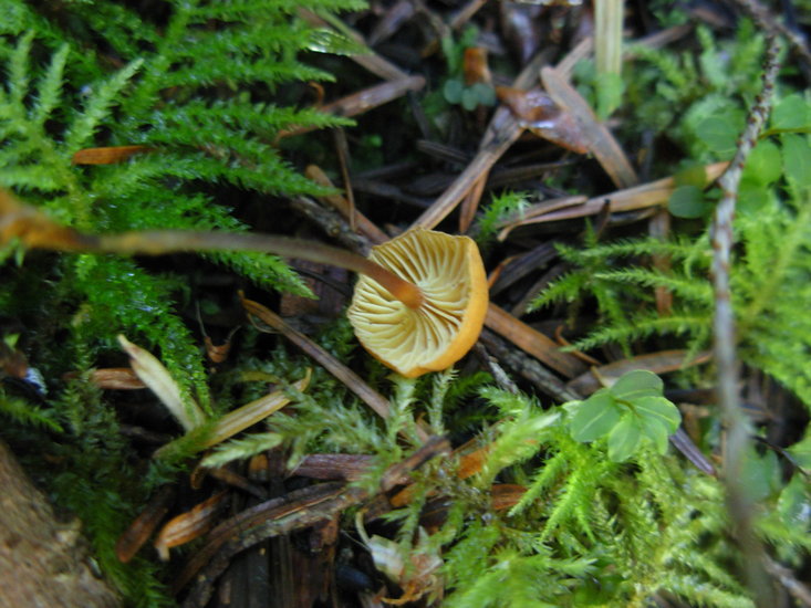 Xeromphalina cornui