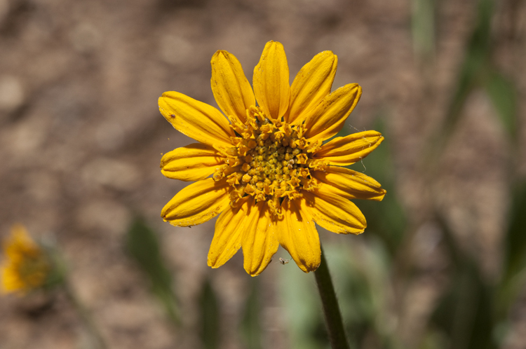 Wyethia angustifolia