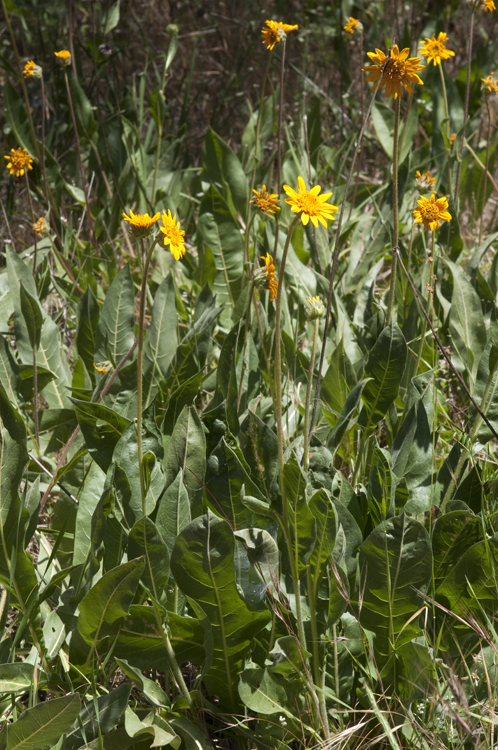 Wyethia angustifolia