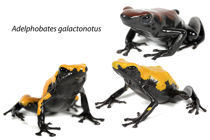 Adelphobates galactonotus Adelphobates galactonotus