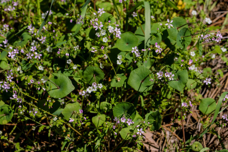 Claytonia parviflora ssp. grandiflora