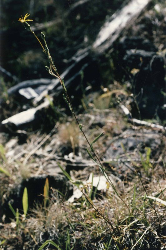 Pyrrocoma racemosa var. pinetorum