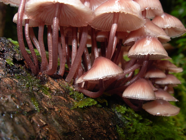 Mycena haematopus
