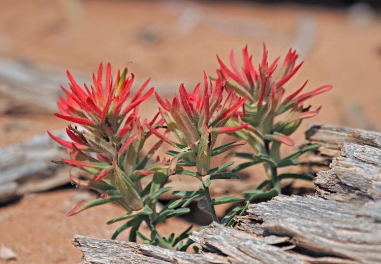 Castilleja scabrida ssp. scabrida Castilleja scabrida ssp. scabrida