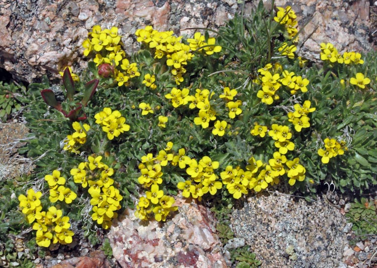 Draba incerta Draba incerta