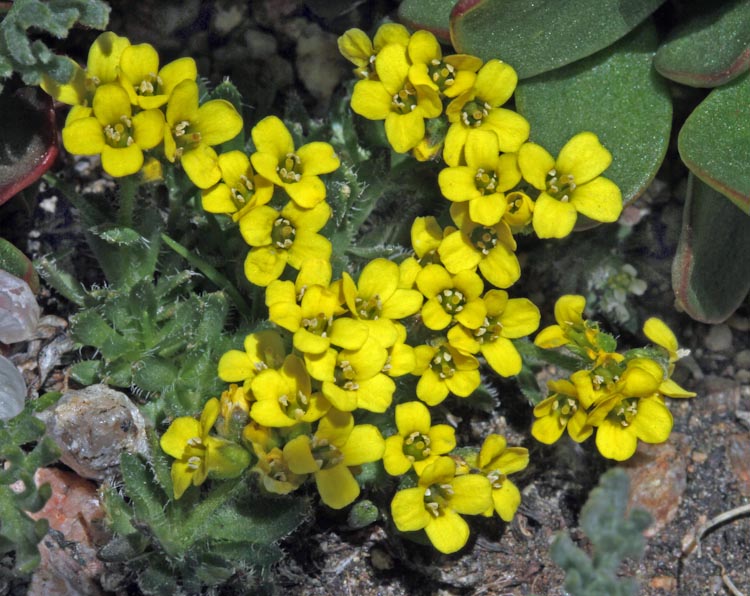 Draba incerta Draba incerta