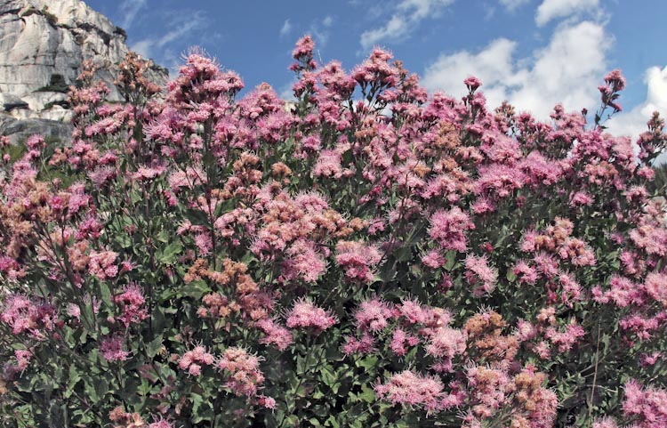 Spiraea splendens