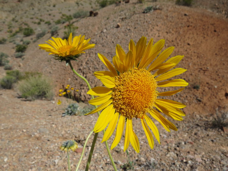Enceliopsis argophylla Enceliopsis argophylla