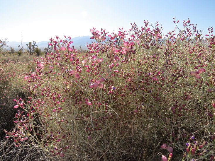 Scutellaria mexicana Scutellaria mexicana