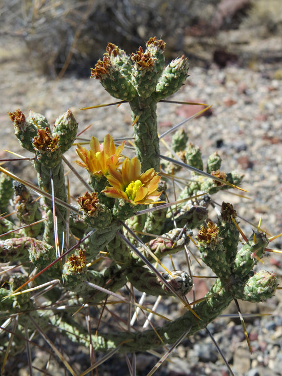 Cylindropuntia ramosissima Cylindropuntia ramosissima