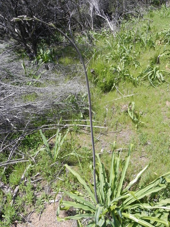 Chlorogalum pomeridianum Chlorogalum pomeridianum