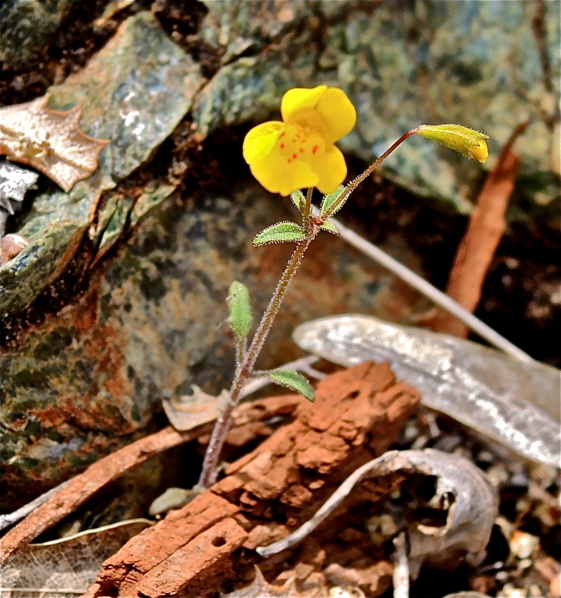 Erythranthe nudata