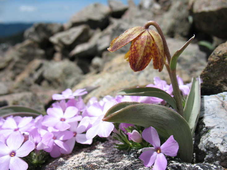 Fritillaria glauca Fritillaria glauca