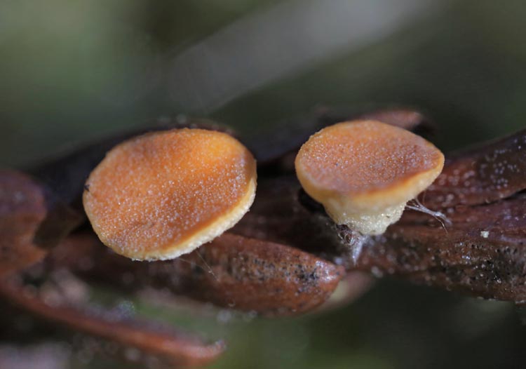 Pithya cupressina