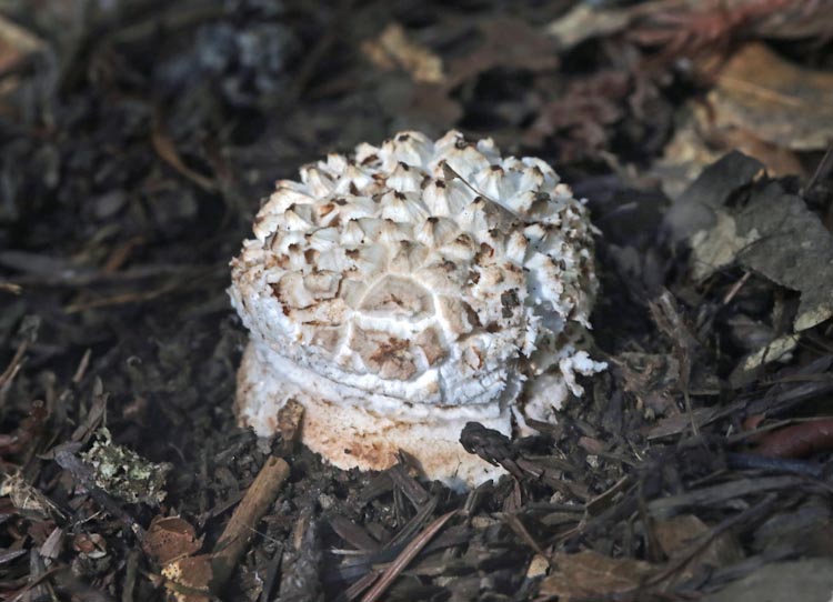 Amanita magniverrucata Amanita magniverrucata