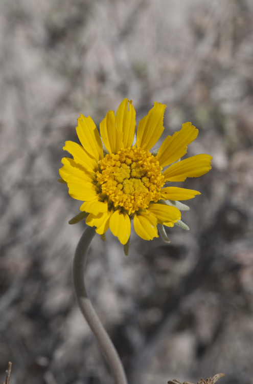 Enceliopsis nudicaulis