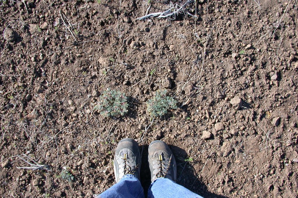 Astragalus pulsiferae var. coronensis
