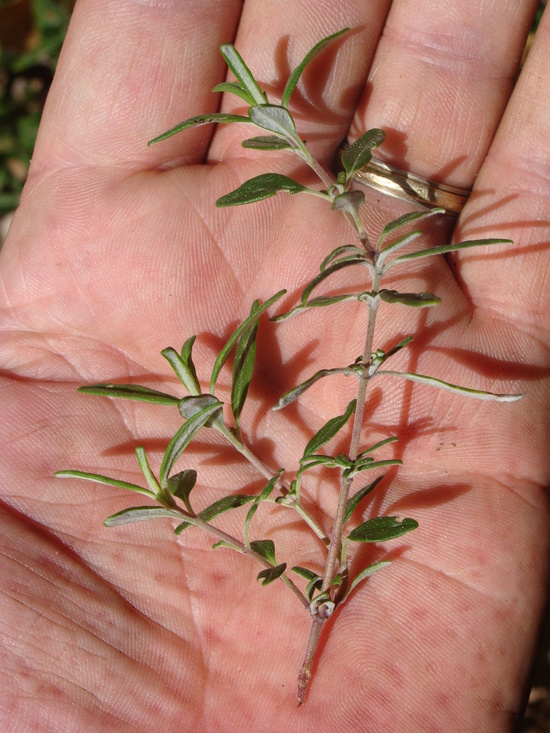 Monardella hypoleuca ssp. intermedia