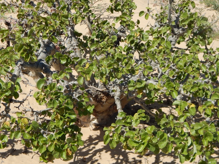 JATROPHA CINEREA PDF