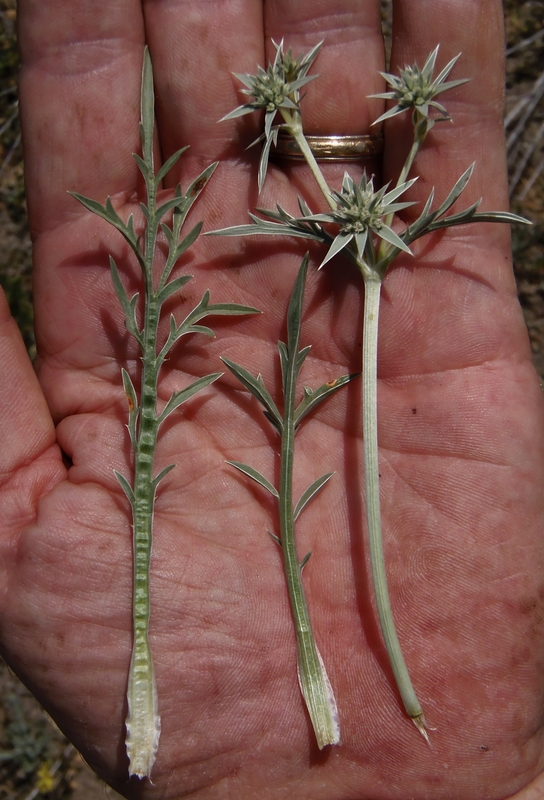 Eryngium pendletonense