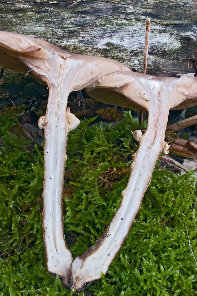 Armillaria ostoyae