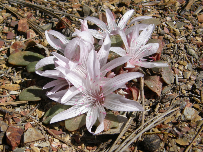 Lewisia taylorii Lewisia taylorii