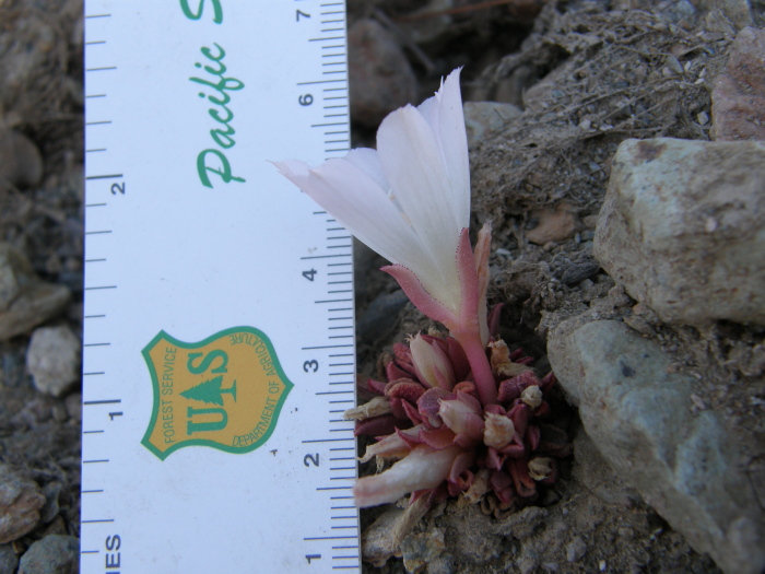 Lewisia kelloggii ssp. hutchisonii Lewisia kelloggii ssp. hutchisonii