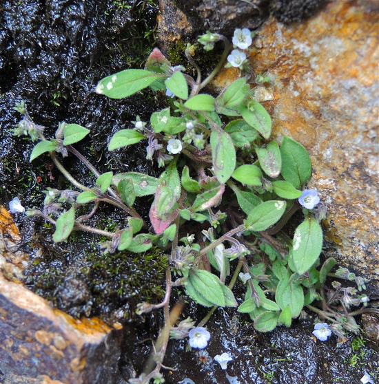 Phacelia eisenii