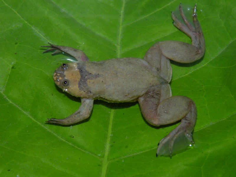 Xenopus parafraseri